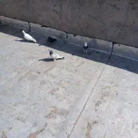 کبوتر