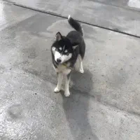 سگ هاسکی نر