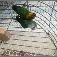 یک جفت طوطی کوتوله معاوضه