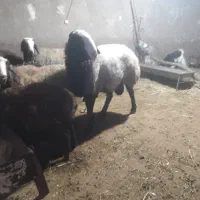 غوچی شالی درجه یک