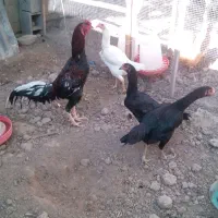 مرع خروس لاری ویاندوت