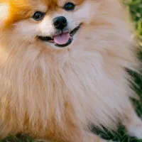 سگ پامر خرسی اصیل