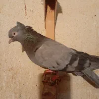 کفتر ماده بزن|پرنده|کازرون, |دیوار