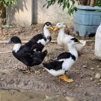 ۴ تا اردک