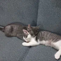 واگذاری دوتایی باهم