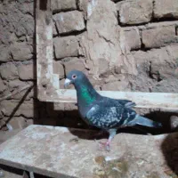 آلمانی ذات دار