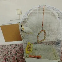 یک جفت عروس هلندی|پرنده|بوئین زهرا, |دیوار