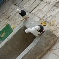 تعدادی طوقی همه رنگ