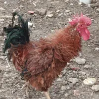 خروس محلی فرفری|حیوانات مزرعه|مینودشت, |دیوار