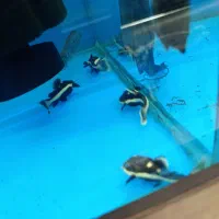 ردتیل ۸سانت|ماهی|کرج, اصفهانی‌ها|دیوار