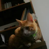 واگذاری ۲ گربه|گربه|گنبد کاووس, |دیوار