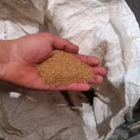 بذر یونجه  بوجاری شده  تمیز