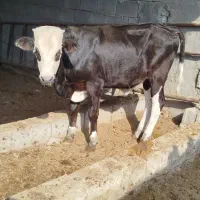 6 عدد گوساله نر سمینتال و گاو در شادگان