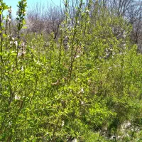 نهال‌بادام‌۳‌ساله‌از‌نوع‌بادام‌سنگی‌