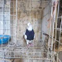 کبوتر رنگی|پرنده|اهواز, شهرک حفاری|دیوار