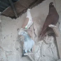 پرنده پرشی|پرنده|شیراز, داریون|دیوار