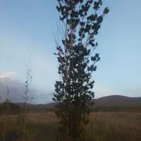 فروش حدود 200عدد صنوبر چندساله (فوری فوری )