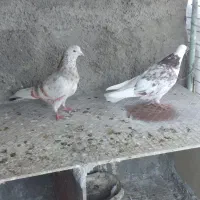 کفترتهرانی