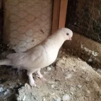 زاغ . سفید|پرنده|بروجن, |دیوار