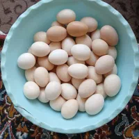تخم مرغ بومی|حیوانات مزرعه|نجف‌آباد, یزدانشهر|دیوار