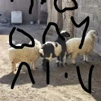 بره فروش کالا بردار بزرگ خواستون باشه دوستان