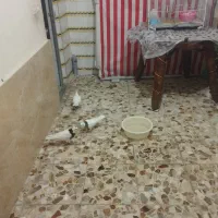 کبوتر طوقی