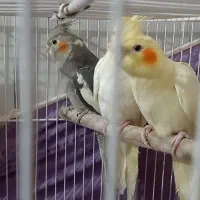 تعدادی   عروس هلندبالغ