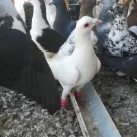 سی تا کبوتر چاشنی با فیلم پرش