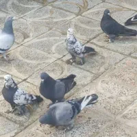 کبوتر سسلی|پرنده|نوشین شهر, |دیوار