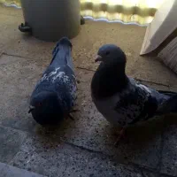 پرنده گم شده