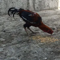 مرغ خروس لاری