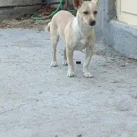 فروش سگ پا کوتاه|سگ|گوگان, |دیوار