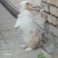 خرگوش بازیگوش نژاد دار چشم پورنگ. پشمک