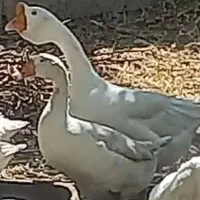 تخم غاز لیندا