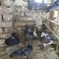 کبود هفت رنگ پرشی