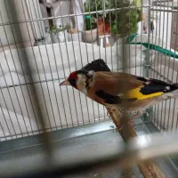 سهره نرجوجه قفس|پرنده|پاکدشت, پاکدشت (مامازند)|دیوار