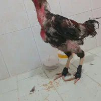 خروس لاری