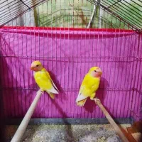 دو عدد کوتوله