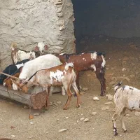 نری چاق|حیوانات مزرعه|قشم, |دیوار