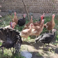 جوجه بوقلمون ، بوقلمون|حیوانات مزرعه|مشهد, کلاته برفی|دیوار