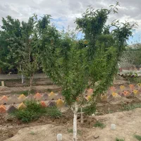 خونه-باغ