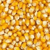 ذرت مدت درجه یک برزیل