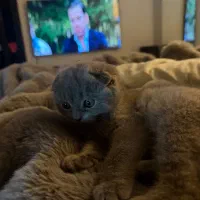 ۶۰ روزه اماده تحویل|گربه|رشت, دیلمان|دیوار