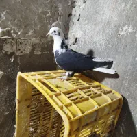 یک عدد عرب ماده گرفتنی