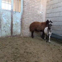 بره قوچ9ماهه همو