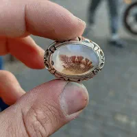شجر منظره