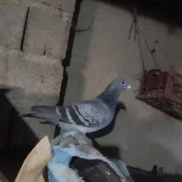 نر دوبر|پرنده|نمین, |دیوار