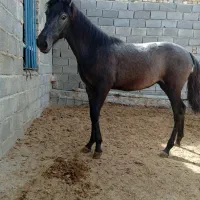 اسب