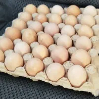 تخم مرغ محلی دونه ای هیجده