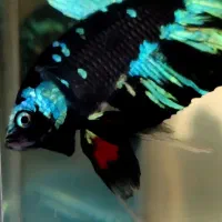 ماهی فایتر جنگجو تایلندی